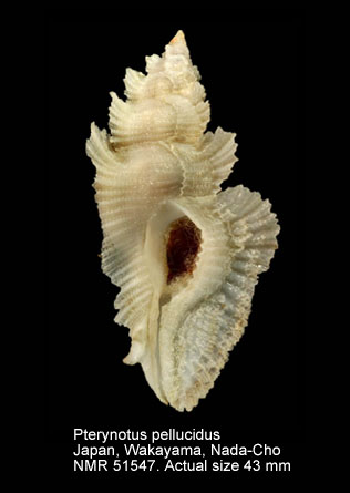 Pterynotus pellucidus.jpg - Pterynotus pellucidus(Reeve,1845)